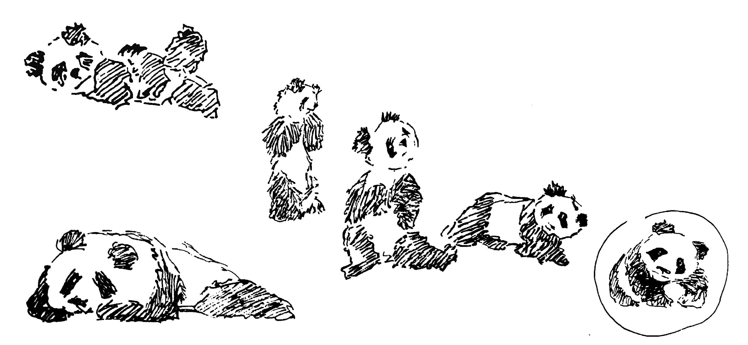 Bocetos del dibujo del panda